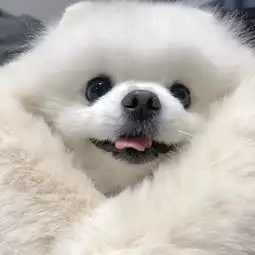 头像曾经如是