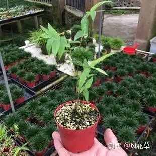 月光下的凤尾竹,轻柔美丽让绿色的雾,置身雨林的感觉你不想要吗