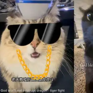 猫猫中文说唱火爆tiktok,神秘东方ai硬控老外