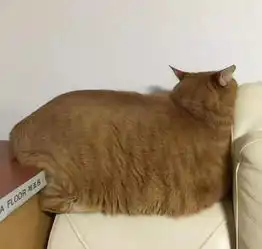 爆笑零分猫系列再添新作,奇形怪状笑到拍桌