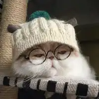 qq头像小动物超萌的很萌很可爱的小动物qq头像