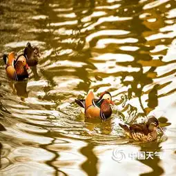 天气转暖哈尔滨兆麟公园鸳鸯戏水秀恩爱