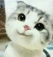 谁还有这个小猫的系列表情包,好想要啊啊啊啊啊啊啊啊