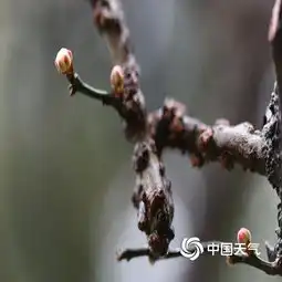 武汉寒梅雨中俏