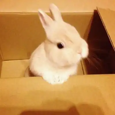 小白兔头像高清图片漂亮可爱小白兔微信头像大全集