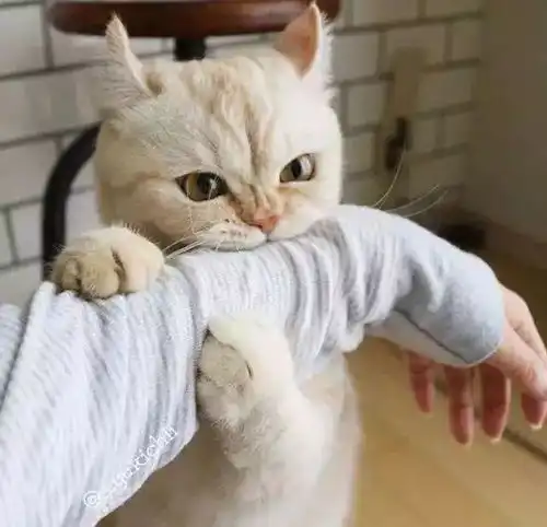 可爱在性感面前一文不值猫系女孩告诉你两者可兼得