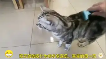 猫毛