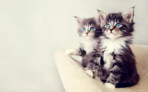 你知道猫屎吃起来是什么味道吗岛国猫友给你现身说法