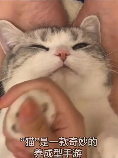 沉迷吸猫猫是一款奇妙的养成型手游