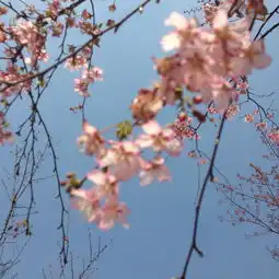 随手拍拿着iphone拍樱花顾村公园半日游