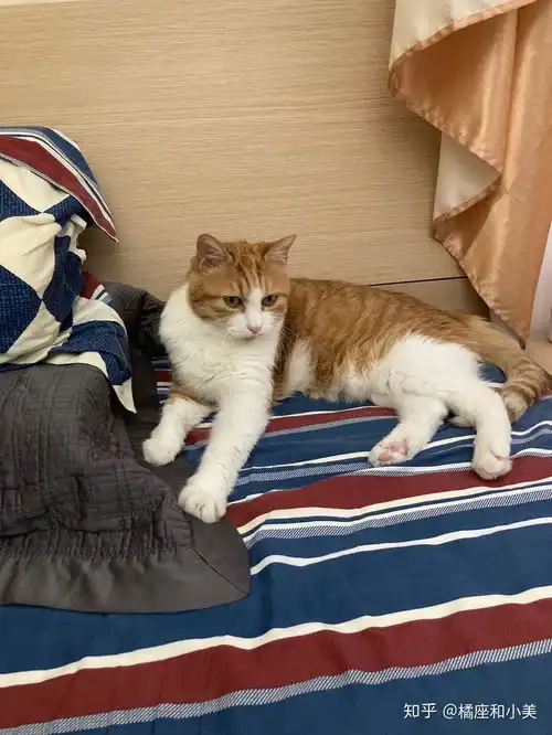 这种橘猫常见吗