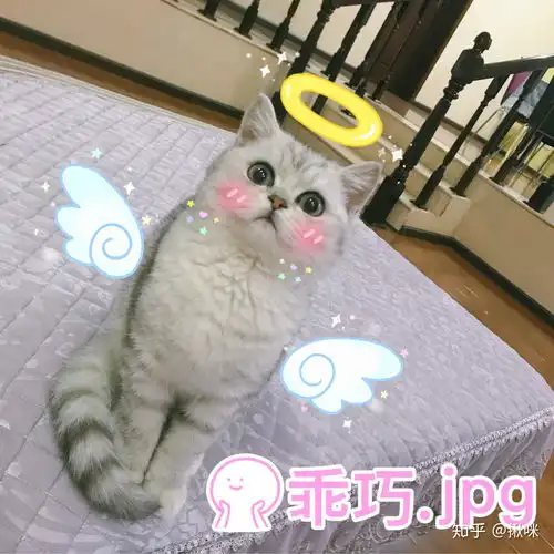 养银渐层是种怎样的体验