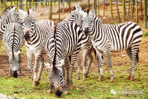 官宣太湖龙之梦快乐农场梅园初一至初七免费开放