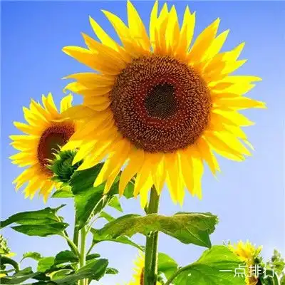 风水风景微信头像