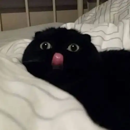 猫系动漫头像男黑色背景
