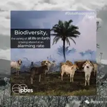 中国生物多样性保护与绿色发展基金会ngo名录公益组织名录ngo中心中国发展简报网站