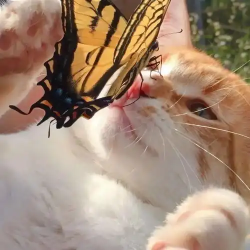 都是期待的治愈系可爱头像集