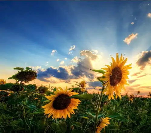 白色太阳花高清头像