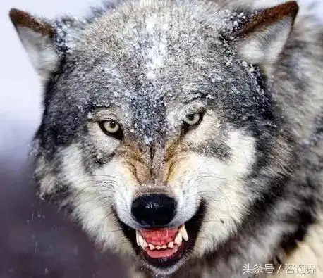 狼行千里吃肉,马行千里吃草我读了5遍,震撼了