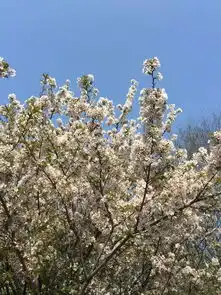 想看樱花何必求远浙江赏樱地推荐