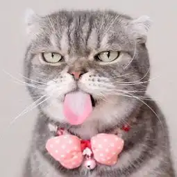 情侣头像猫系列图集背景