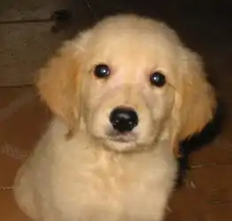 怎样挑选好的金毛狗狗