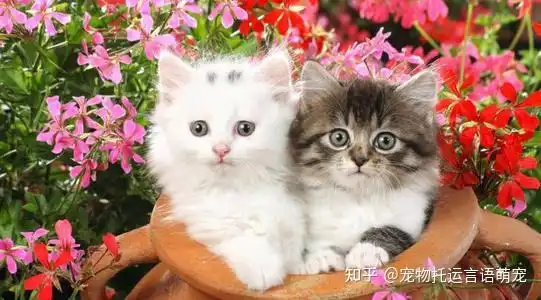 养成系猫咪视频宠物