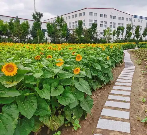 我与葵花共向阳手机摄影大赛获奖作品展