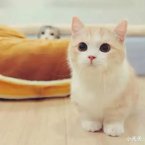 这些养猫行为,让猫咪痛苦万分,网友养人都没这么做作