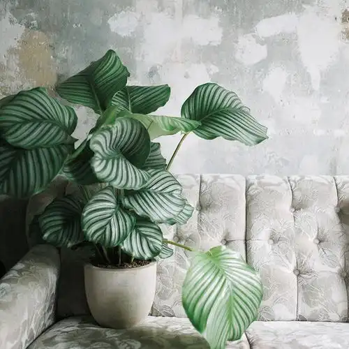 东方美学最高境界侘寂风格