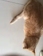 萌猫视频系列