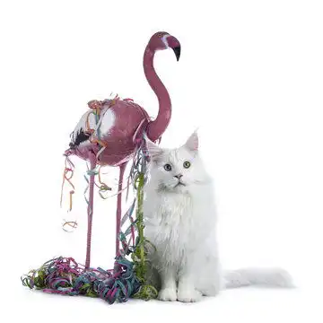 点击来源直接获取大图文件可爱的纯色异瞳白色缅因库恩猫男孩戴着粉色火烈鸟花环在白色背景下看向镜头摄影搞笑猫猫高清大图