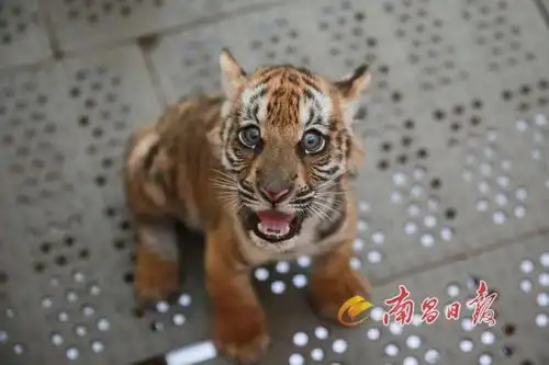 呆萌虎宝来啦南昌动物园9只新生虎宝等你来取名