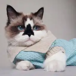 可爱萌宠情侣头像主要包括小狗狗小猫咪的图片