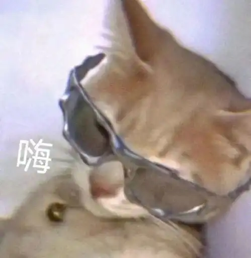 合法但有病的发疯小猫表情包