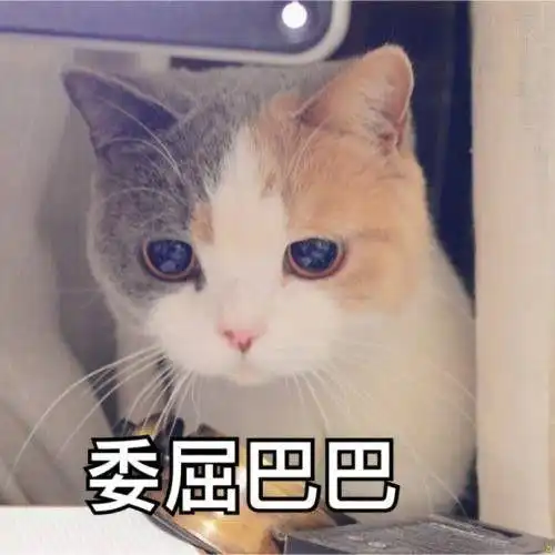 小猫卡通头像郑渊洁