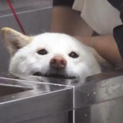 萌系头像q版动物沙雕