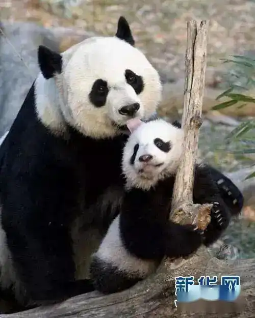 重识中国大熊猫保育义工哼他们竟然在吸食铁兽我也要去做胖达的铲屎官