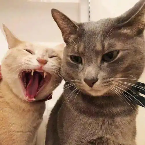 第275期t.g两个人的模玩世界