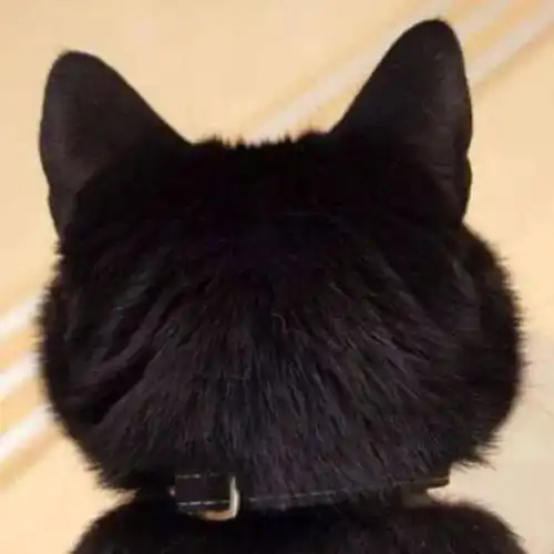 猫系动漫头像男黑色背景