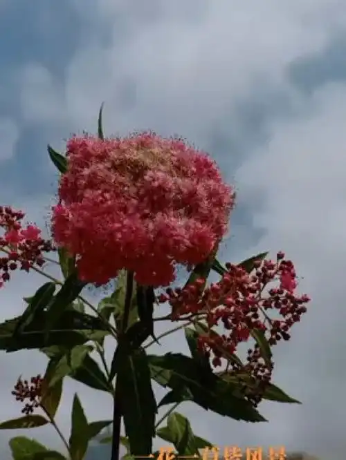 治愈系风景一起享受大自然的美很喜欢一段话在咖啡一样苦的日子里,希望你能遇到一勺一勺给你放糖的人