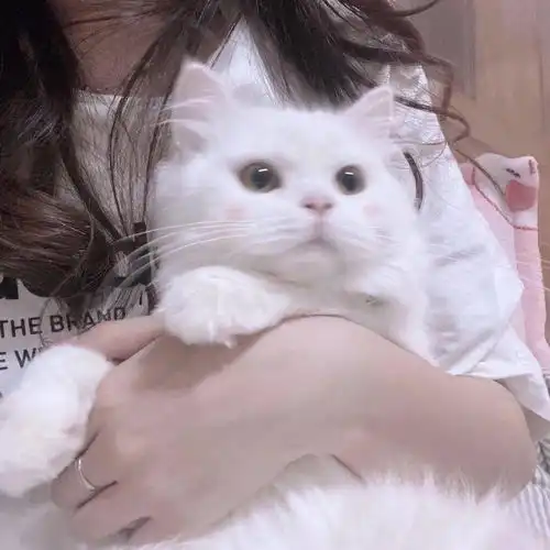 粉色系女孩抱着猫头像情