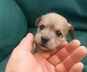 小姐姐捡了一只小奶狗,长大后小姐姐乐开怀