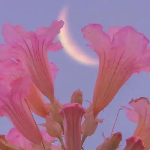 有没有表现巨物恐惧症的图片