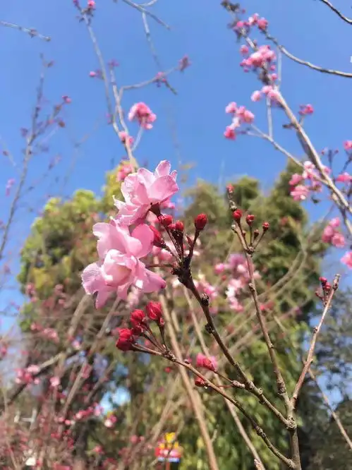 昆明市第二十届樱花节本周五开幕正是樱花浪漫时,吃玩看赏逛圆通fm887关注