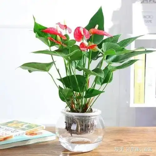 520告诉你几个催旺桃花运的方法