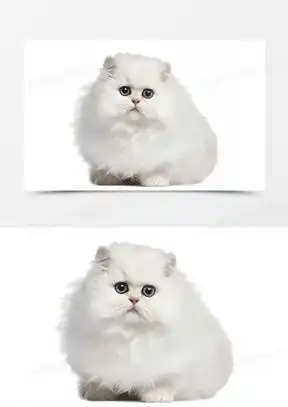 小白猫图片卡通可爱呆萌大全熊猫办公