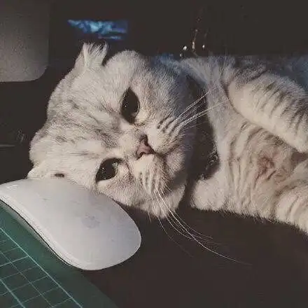 眼神如我真是无聊到哭的日常