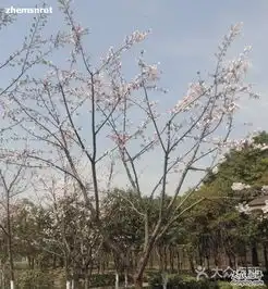 顾村公园樱花4图片上海周边游