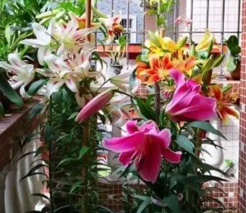 家养4种旺运花,吉祥又喜庆,比牡丹还美,年年开花美翻